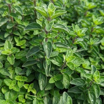 Origanum vulgare 'Supreme' 