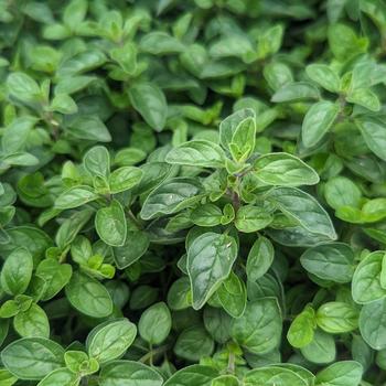 Origanum vulgare 'Supreme' (306920)