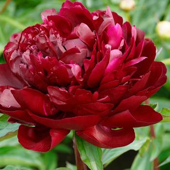 Paeonia lactiflora 'Armani' 