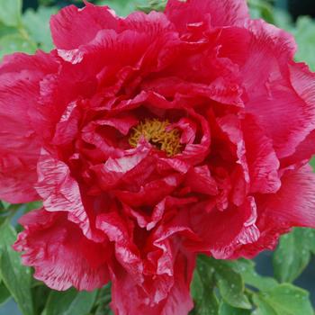 Paeonia suffruticosa
