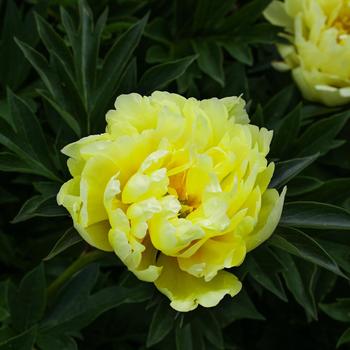 Paeonia 'Viking Full Moon' 