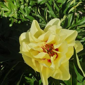 Paeonia 'Yellow Waterlily' 