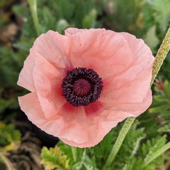 Papaver orientale 'Carneum' 