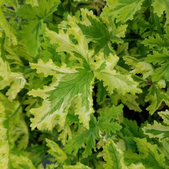 Pelargonium 'Charity' 