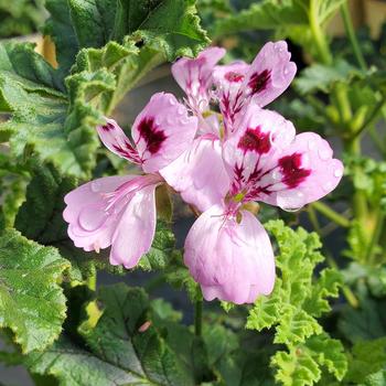 Pelargonium quercifolium '' (306934)