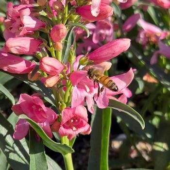 Penstemon barbatus Pristine&trade; '' (306937)