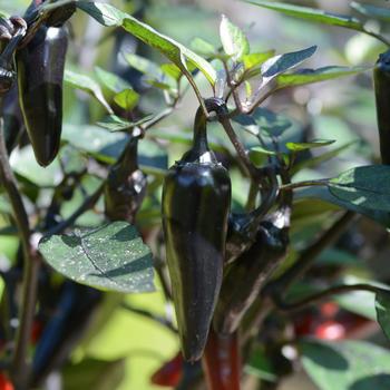 Capsicum annuum 'Count Dracula' 