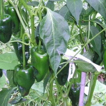 Capsicum annuum 'Ancho Poblano' 
