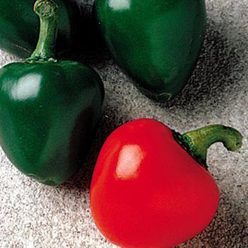 Capsicum annuum 'Cherry Bomb' 