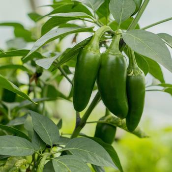 Capsicum annuum 'Conchos' 