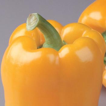 Capsicum annuum 'Golden Bell' 