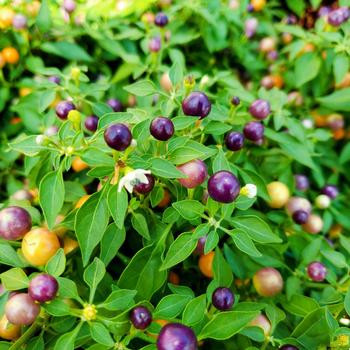 Capsicum annuum '' (306943)