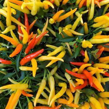 Capsicum annuum