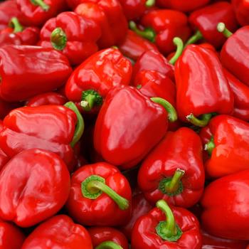 Capsicum annuum 'Red Delicious' 