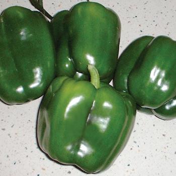 Capsicum annuum 'Revolution' 