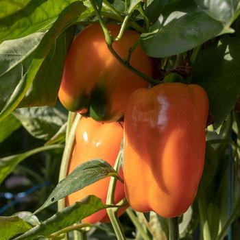Capsicum annuum 'Sweet Valencia' 