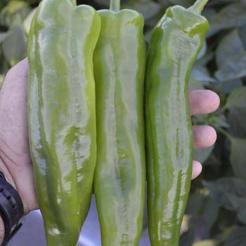 Capsicum annuum 'Spitfire' 