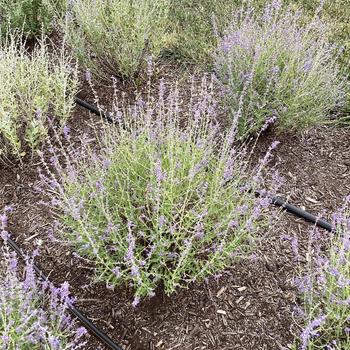 Perovskia atriplicifolia 'Jelena' PPAF