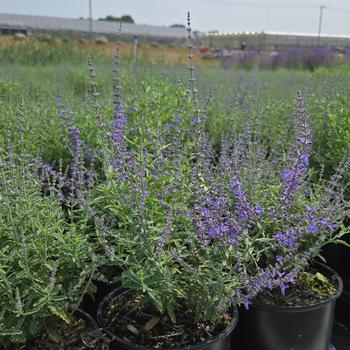 Perovskia atriplicifolia 'Jelena' (306953)
