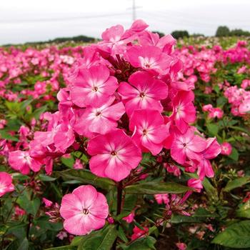 Phlox paniculata 'Watermelon Punch' 