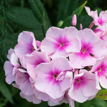 Phlox paniculata