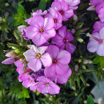 Phlox paniculata