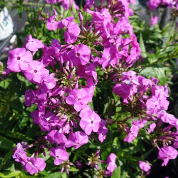 Phlox hybrid ''Opening Act Magenta'' PP20,125