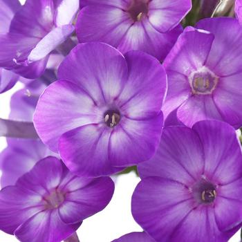 Phlox paniculata