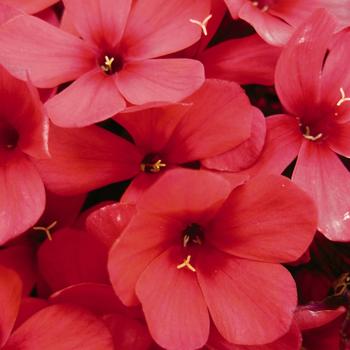 Phlox paniculata