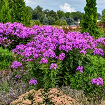 Phlox paniculata Luminary® 'Evening Glow' (306964)