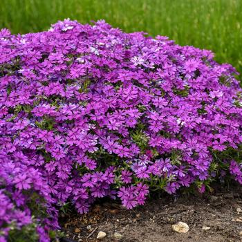 Phlox 'Rocky Road Grape' PP32248