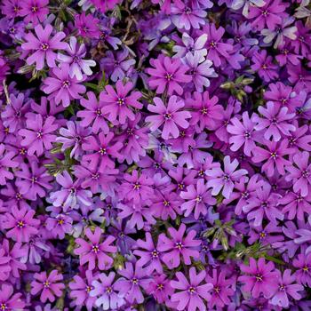 Phlox 'Rocky Road Grape' (306966)