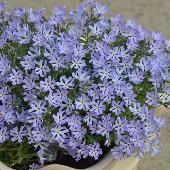 Phlox bifida 'Top Notch' (306967)