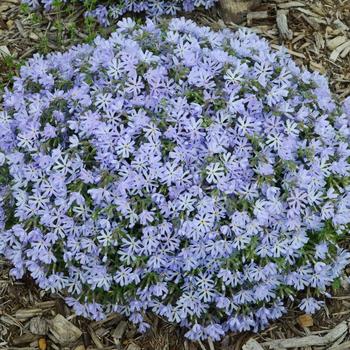 Phlox bifida 'Top Notch' (306968)