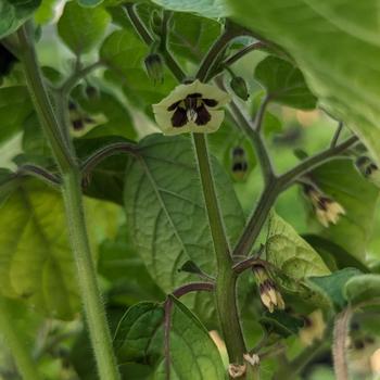 Physalis pruinosa '' (306969)