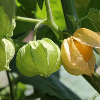 Physalis pruinosa '' (306970)