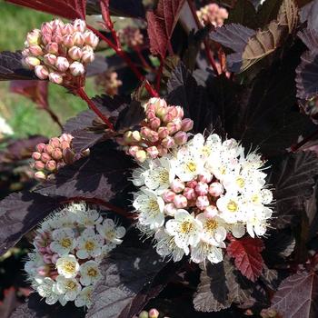 Physocarpus opulifolius 'Chroma Chameleon™' (306971)