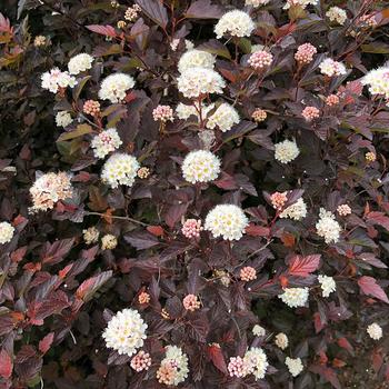 Physocarpus opulifolius 'Chroma Chameleon™' (306972)