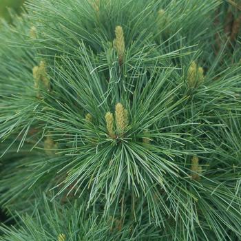 Pinus strobus 'Connecticut Slate' 