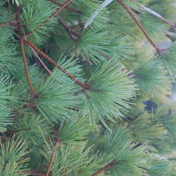 Pinus strobus 'Connecticut Slate' (306976)
