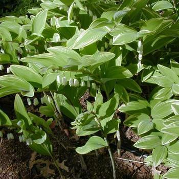 Polygonatum biflorum var. commutatum