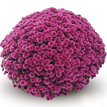 Chrysanthemum x morifolium 'Golden' 