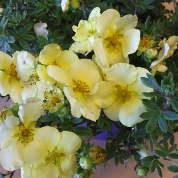 Potentilla fruticosa 'Summer Dawn®' 