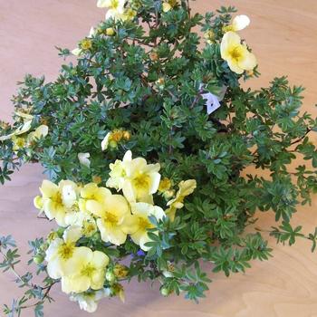 Potentilla fruticosa 'Summer Dawn®' (306985)