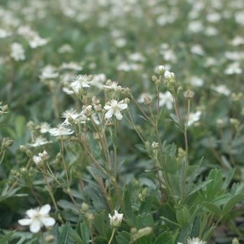 Sibbaldiopsis tridentata