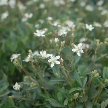 Sibbaldiopsis tridentata '' (306987)