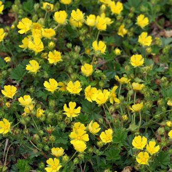 Potentilla neumanniana (verna) 'Nana' 