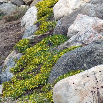 Potentilla neumanniana (verna) 'Nana' (306989)