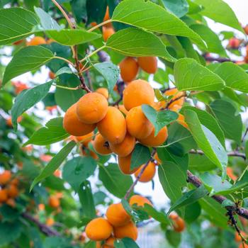 Prunus 'Goldbar' (306990)