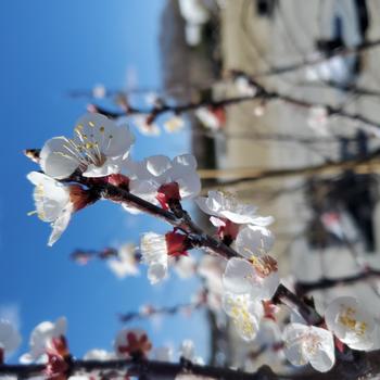 Prunus 'Goldbar' (306991)